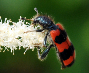 zottiger Bienenkäfer, Insekten im Garten,Imkerverein Langenwetzendorf, Foto Marianne Roth