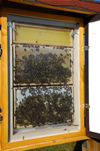 Schaubeute für ein Bienenvolk auf dem Schulgelände in Langenwetzendorf