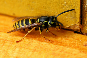 Gemeine Wespe, Insekten im Garten,Imkerverein Langenwetzendorf, Foto Marianne Roth