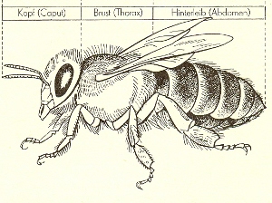 Theorie AG , Körperbau der Biene