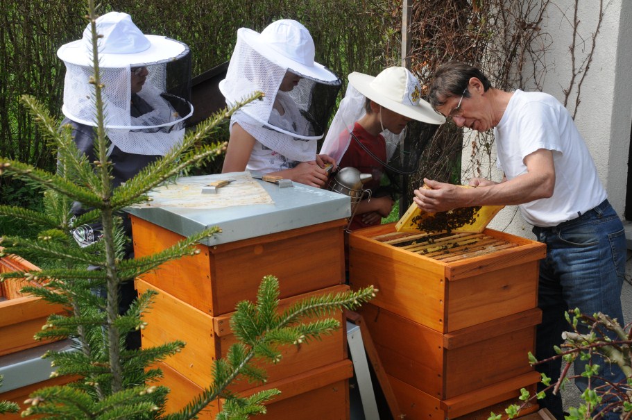 Kinder untersuchen mit Hilfe eines Erwachsenen die Bienen