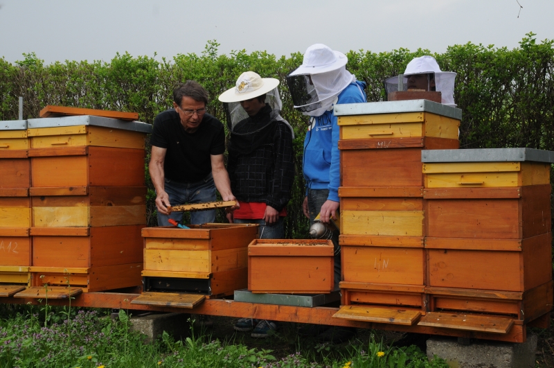 AG bei der Arbeit am Bienenvolk