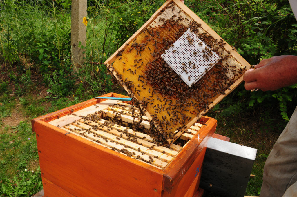 Bienenbeute mit Bienen