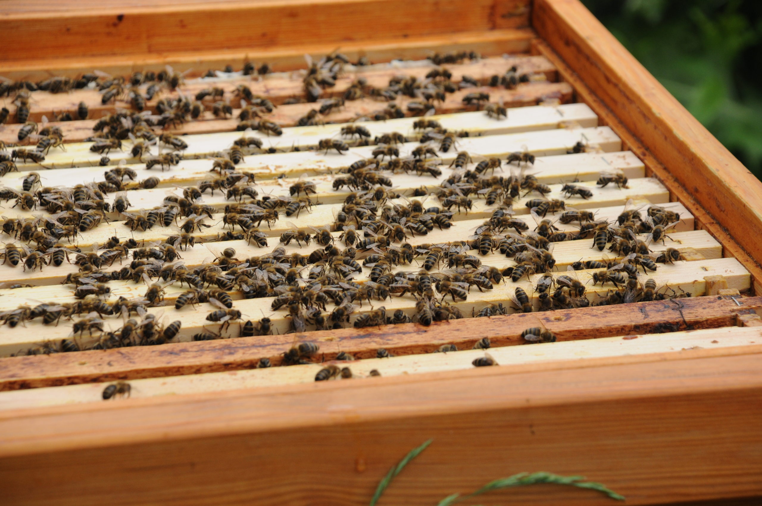 Bienen in der Beute